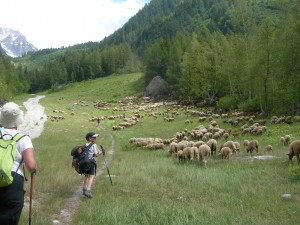 Following the flock up to Lognan