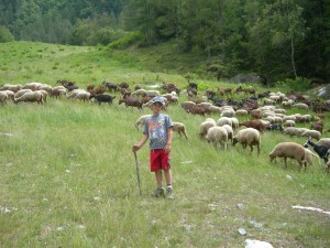 A young shepherd at work!