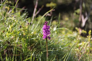 Orchis 06/06/13
